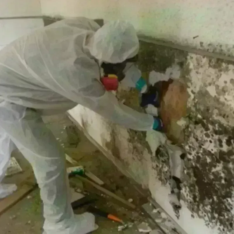 Mold Remediation and Removal in Saint Bonaventure, NY